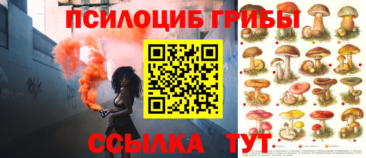 Галлюциногенные грибы Psilocybine cubensis Карачаевск