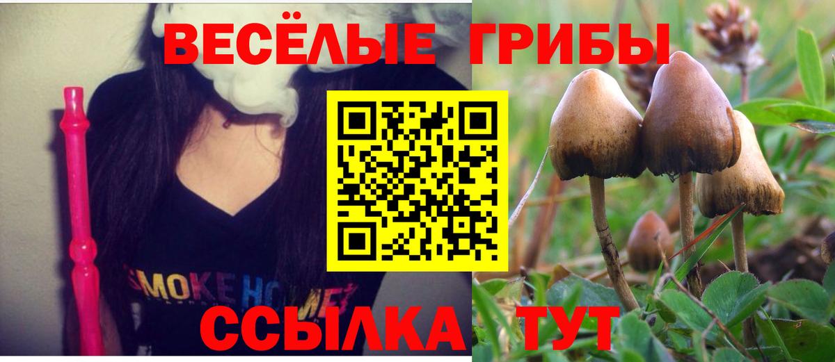 Псилоцибиновые грибы прущие грибы  Галлюциногенные грибы Psilocybe  Карачаевск  Вход с VPN 